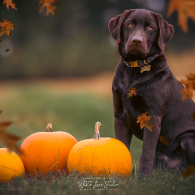 Leaf overlay dog portrait photo